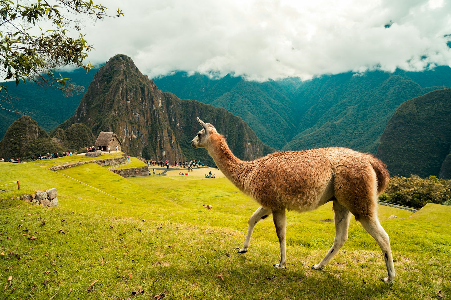 Peru Coffee Pods