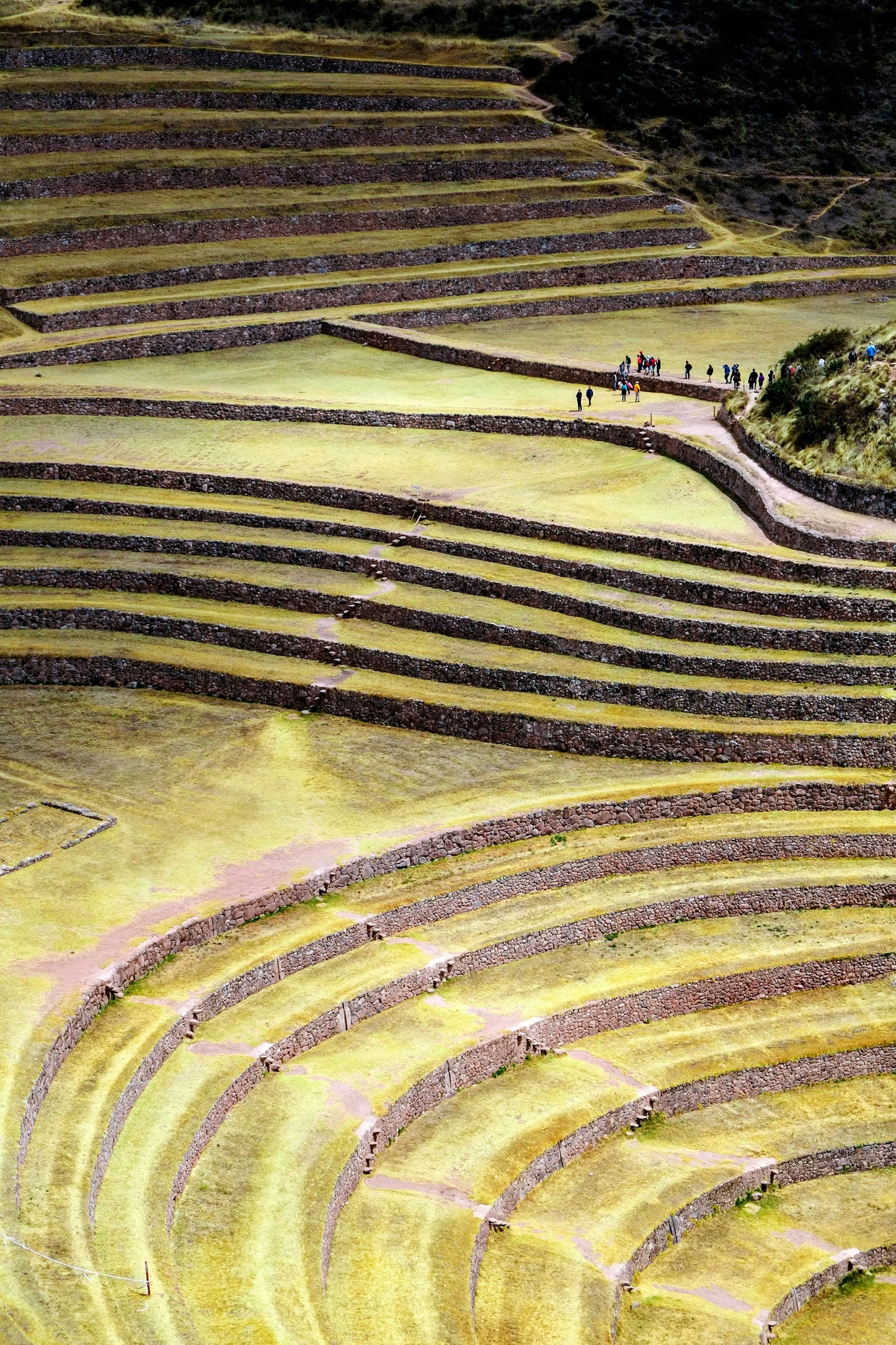 Peru Decaf