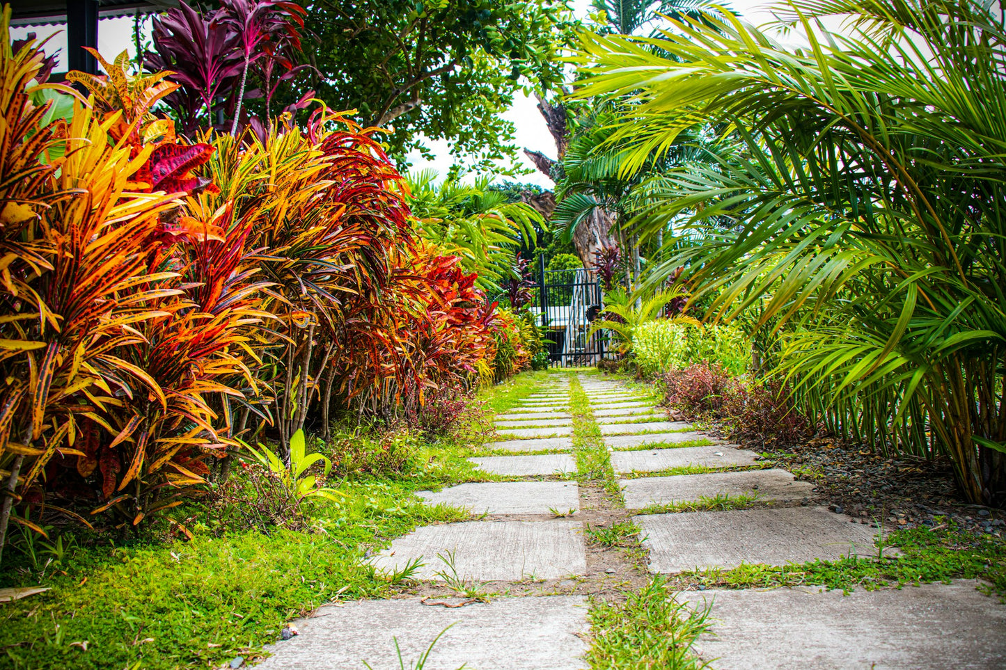 Papua New Guinea