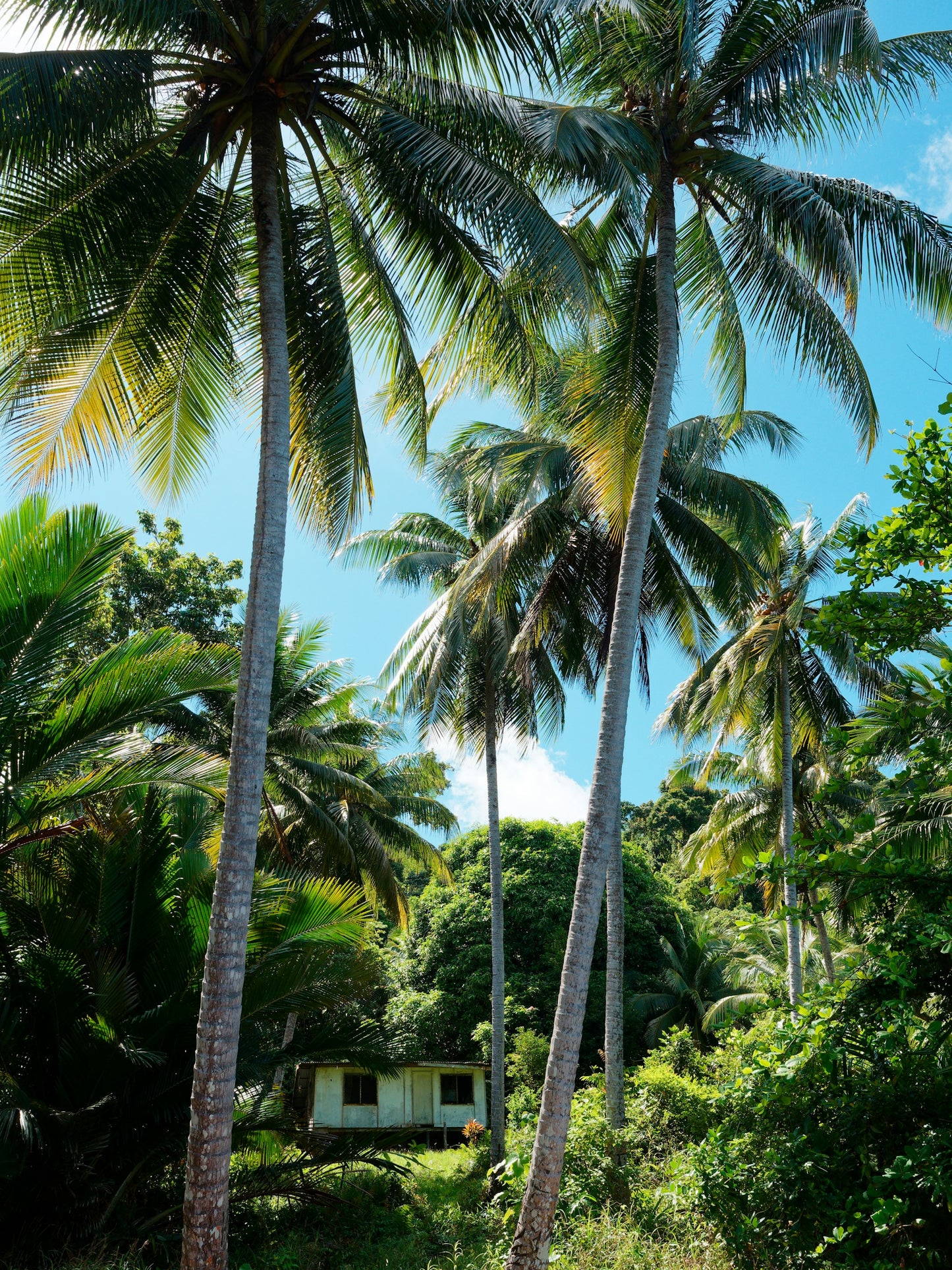 Papua New Guinea